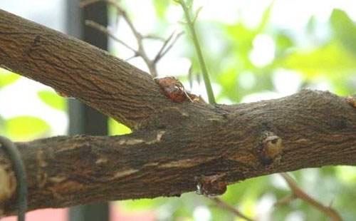 果樹價格生產(chǎn)廠家