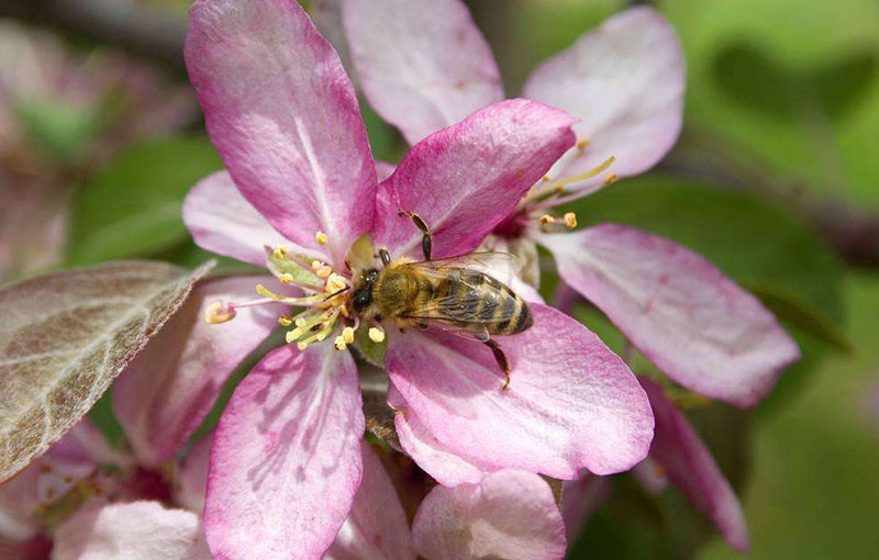 授粉劑生產廠家