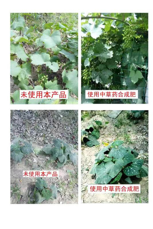 中草藥合成肥對比圖