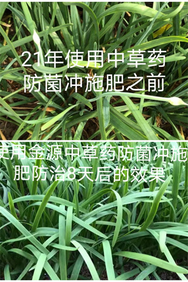 中草藥防菌沖施肥效果