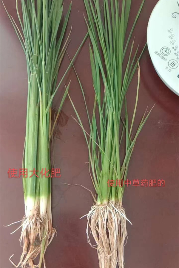 使用中草藥大化肥對比圖