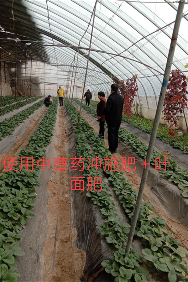 使用中草藥和葉面肥的大棚